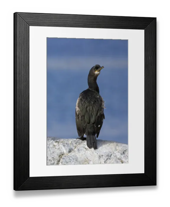 Framed Print : Crow Shard, (Phalacrocorax aristotelis)