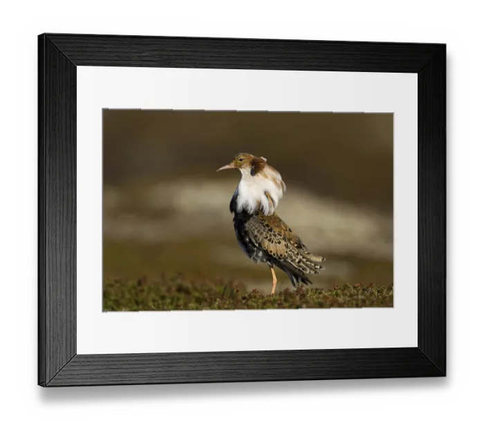 Framed Print : Combat runner, (Calidris pugnax) courtship behavior Framed Print : Combat runner, (Calidris pugnax) courtship behavior