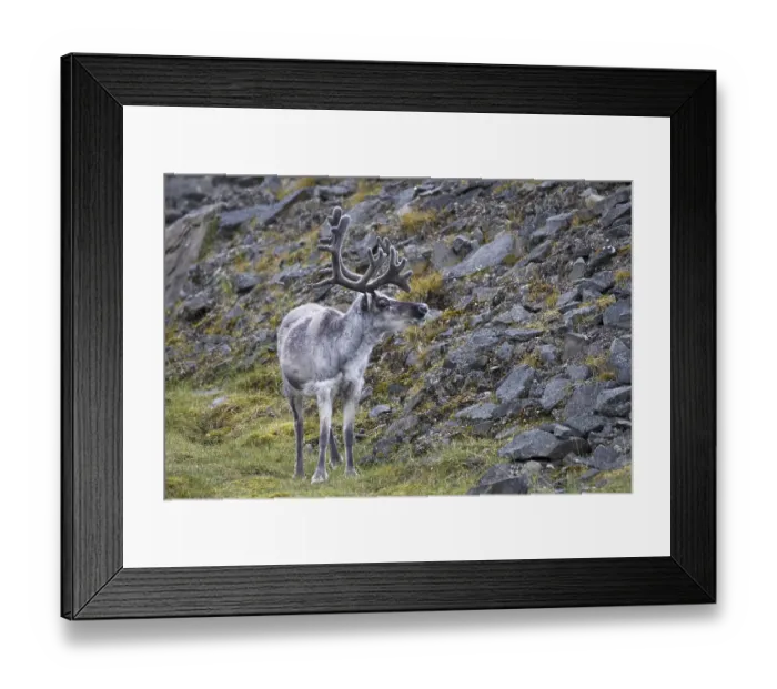 Framed Print : Reindeer, reindeer, animals, mammals Framed Print : Reindeer, reindeer, animals, mammals
