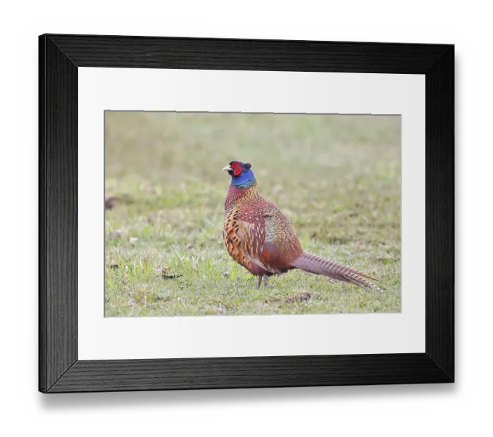 Framed Print : Pheasant, hunting pheasant (Phasianus colchicus)