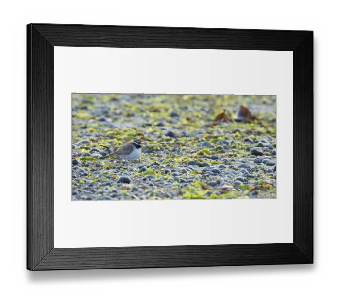 Framed Print : A sandplover (Charadrius hiaticula) with very young chicks under its wing