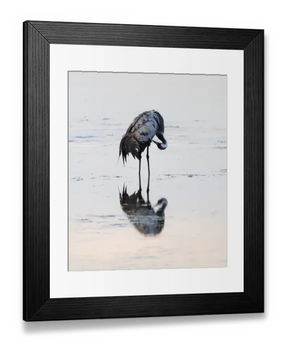 Framed Print : Crane (Grus grus) caring for plumage in the shallow water zone of a lake