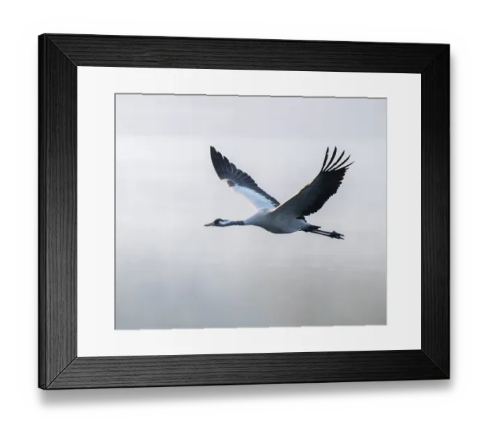 Framed Print : Crane (Grus grus) flying over a lake Framed Print : Crane (Grus grus) flying over a lake