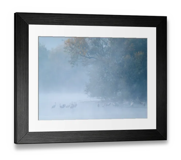 Framed Print : Crane (Grus grus), cranes standing in the shallow water zone of a lake Framed Print : Crane (Grus grus), cranes standing in the shallow water zone of a lake