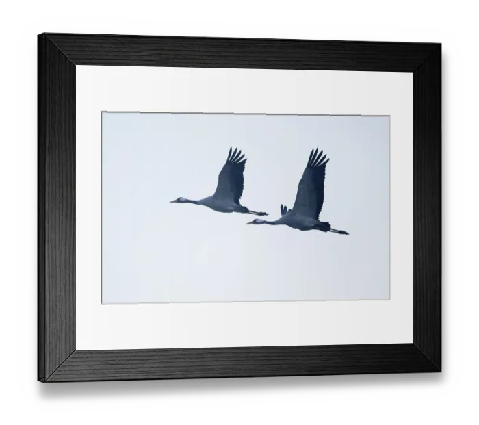 Framed Print : Crane (Grus grus) two cranes flying against a bright sky