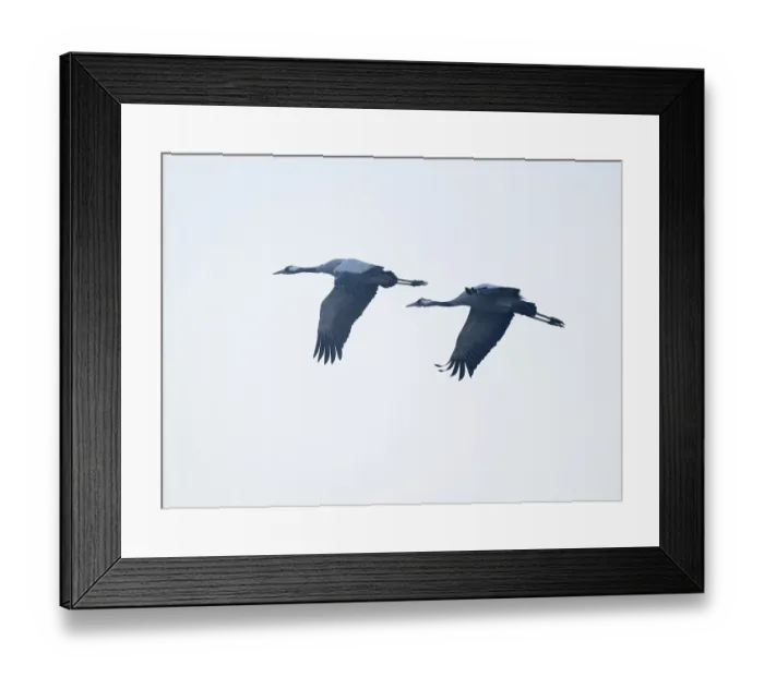 Framed Print : Crane (Grus grus) two cranes flying against a bright sky