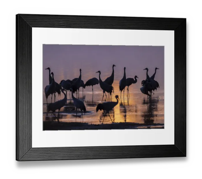 Framed Print : Crane (Grus grus), cranes standing in the shallow water zone of a lake in warm