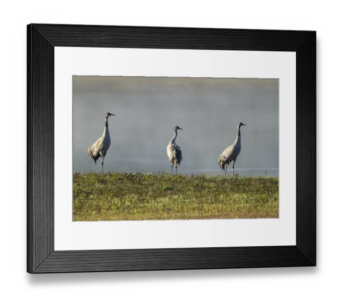 Framed Print : Crane (Grus grus), three cranes standing on a wet meadow in a wetland in front of a body of water