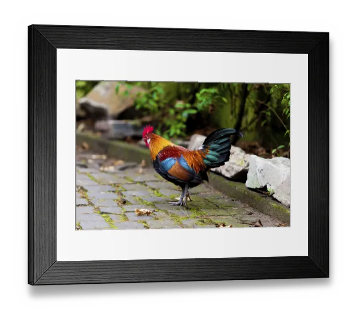 Framed Print : Beautiful Rooster