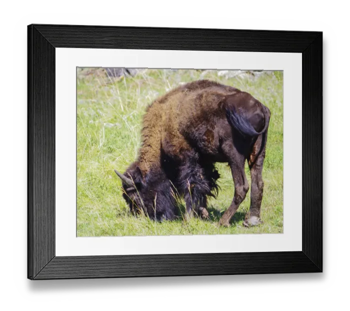 Framed Print : American bison buffalo grazing in the national park American bison buffalo in the national park at the grass Framed Print : American bison buffalo grazing in the national park American bison buffalo in the national park at the grass
