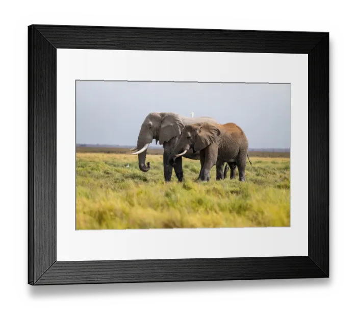 Framed Print : African elephant (Loxodonta africana)