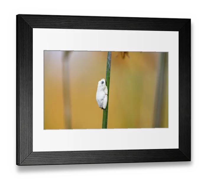 Framed Print : Marbled Reed Frog (Hyperolius marmoratus) Framed Print : Marbled Reed Frog (Hyperolius marmoratus)