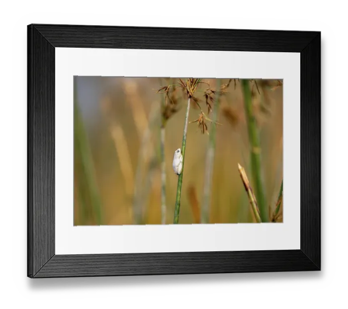 Framed Print : Marbled Reed Frog (Hyperolius marmoratus)
