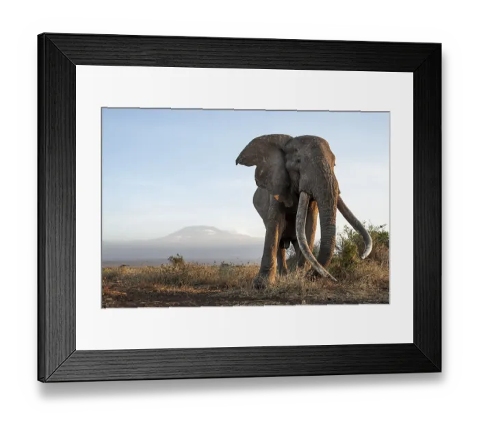 Framed Print : African elephant (Loxodonta africana)