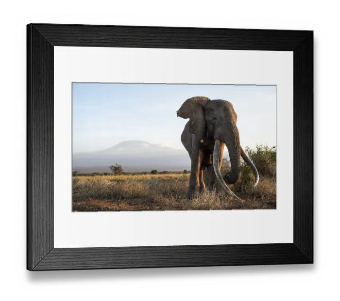 Framed Print : African elephant (Loxodonta africana)