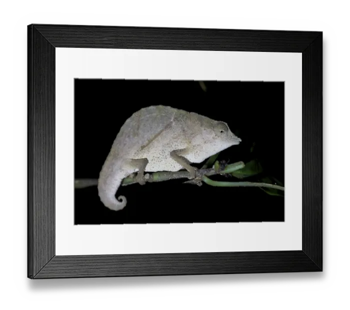 Framed Print : Zomba pygmy chameleon (Rieppeleon brachyurus)