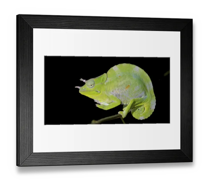 Framed Print : Usambara three-horned chameleon (Trioceros deremensis) Framed Print : Usambara three-horned chameleon (Trioceros deremensis)