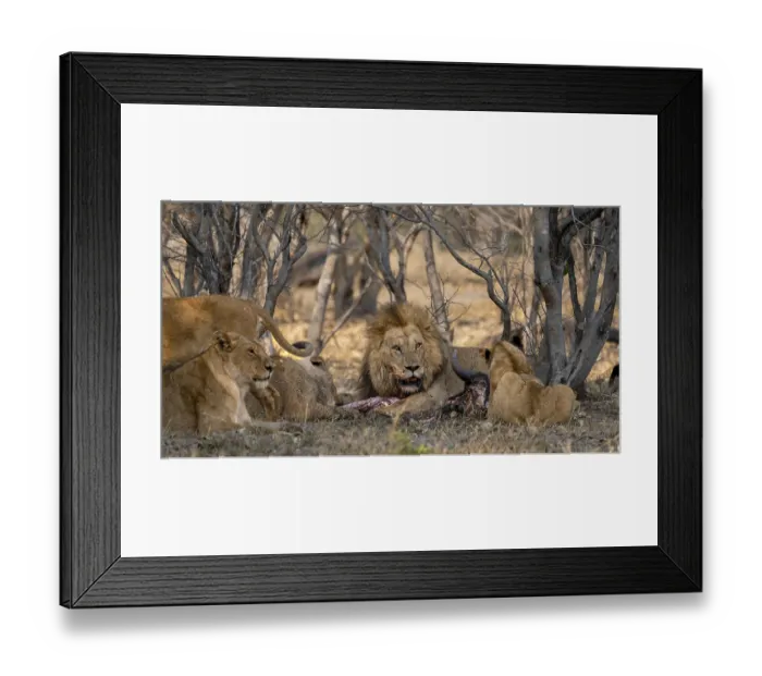 Framed Print : Lion (Panthera Leo) with kill, pack eats captured buffalo Framed Print : Lion (Panthera Leo) with kill, pack eats captured buffalo