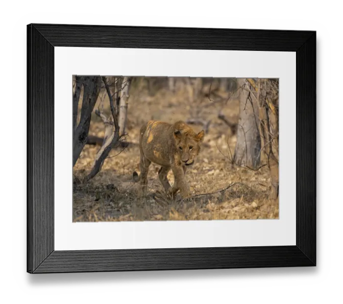 Framed Print : Lion (Panthera Leo), young goes