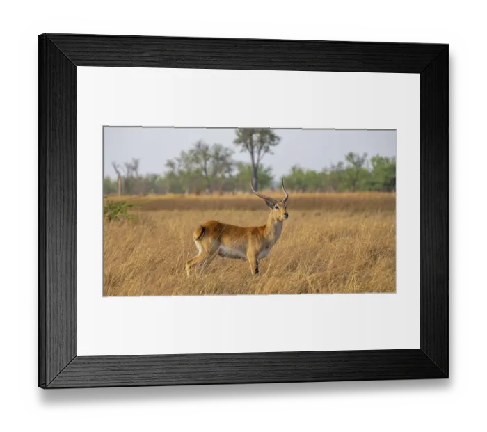 Framed Print : Letschwe or litchi bog antelope (Kobus leche)