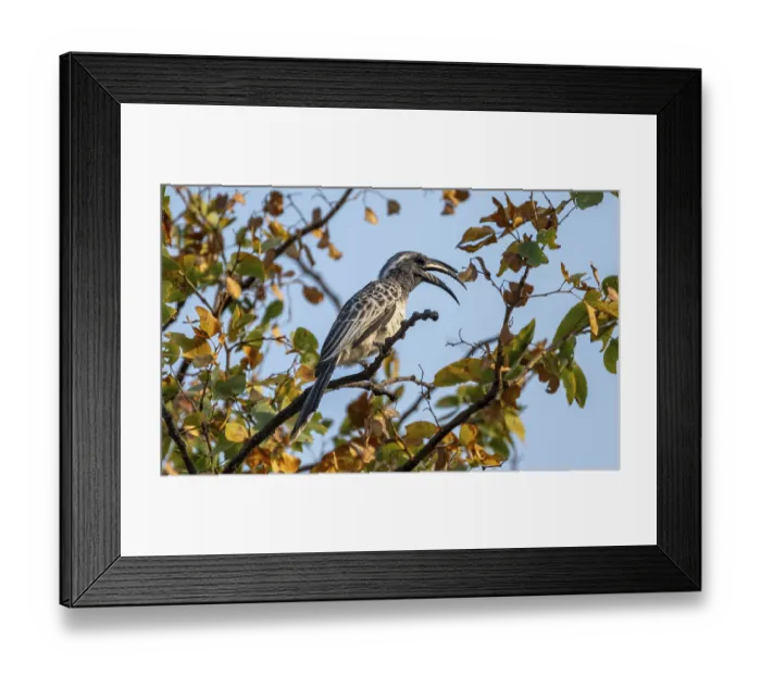 Framed Print : African grey hornbill (Lophoceros nasutus) with open beak