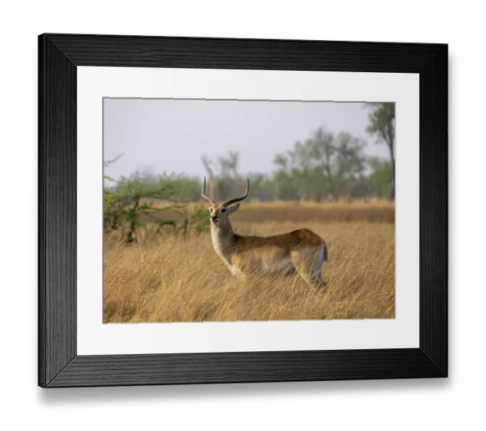 Framed Print : Letschwe or litchi bog antelope (Kobus leche) Framed Print : Letschwe or litchi bog antelope (Kobus leche)