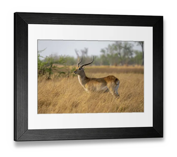 Framed Print : Letschwe or litchi bog antelope (Kobus leche) Framed Print : Letschwe or litchi bog antelope (Kobus leche)