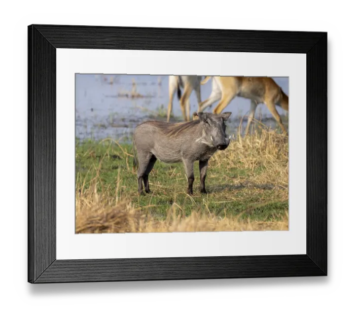 Framed Print : Common Warthog (Phacochoerus africanus)