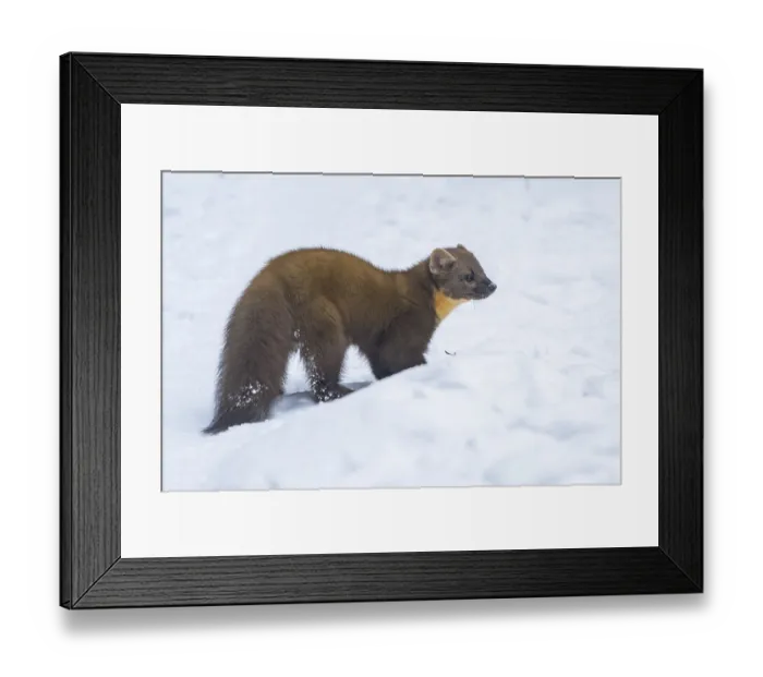 Framed Print : European pine marten (Martes martes) standing in the snow in winter