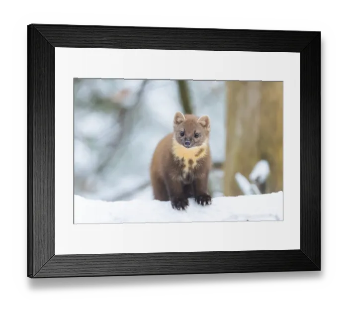 Framed Print : European pine marten (Martes martes) standing in the snow in winter