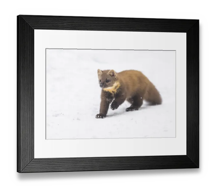 Framed Print : European pine marten (Martes martes) running in the snow in winter