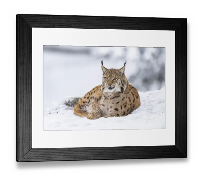 Framed Print : Eurasian lynx (Lynx lynx) lying in a forest in winter