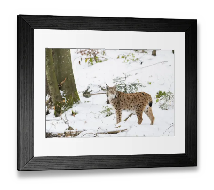 Framed Print : Eurasian lynx (Lynx lynx) standing in a forest in winter