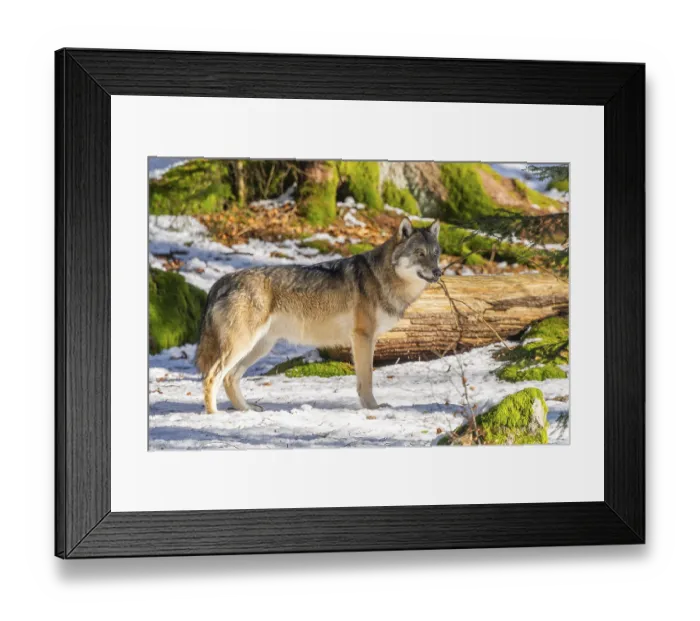 Framed Print : European gray wolf (Canis lupus lupus) standing in a forest in winter Framed Print : European gray wolf (Canis lupus lupus) standing in a forest in winter