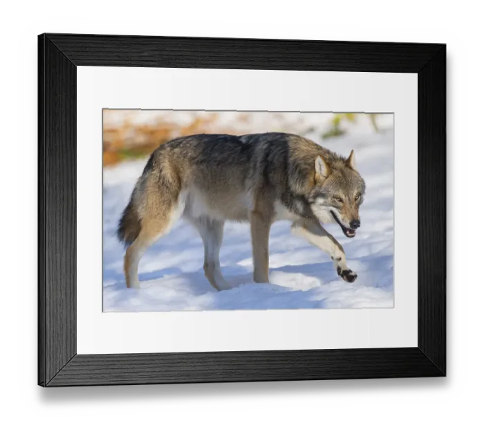 Framed Print : European gray wolf (Canis lupus lupus) walking in a forest in winter Framed Print : European gray wolf (Canis lupus lupus) walking in a forest in winter