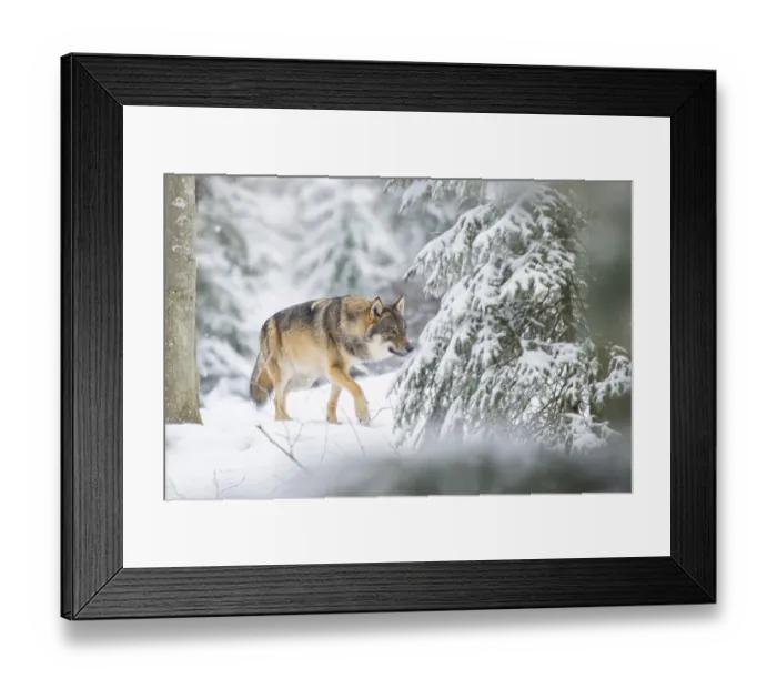 Framed Print : European gray wolf (Canis lupus lupus) walking in a forest in winter Framed Print : European gray wolf (Canis lupus lupus) walking in a forest in winter