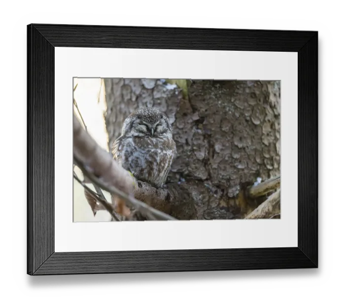 Framed Print : Great Horned Owl (Aegolius funereus) sitting on a branch in winter Framed Print : Great Horned Owl (Aegolius funereus) sitting on a branch in winter