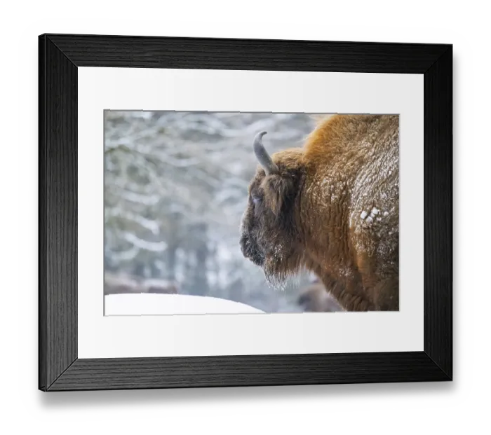 Framed Print : European bison (Bison bonasus) or Wisent portrait in winter