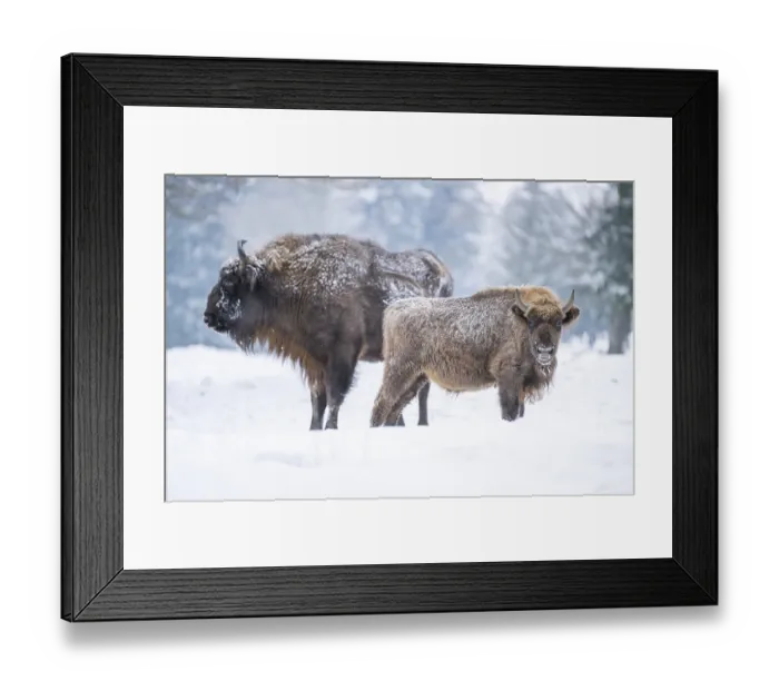 Framed Print : European bison (Bison bonasus) or Wisent mother with her calf standing on a meadow next to the forest in winter
