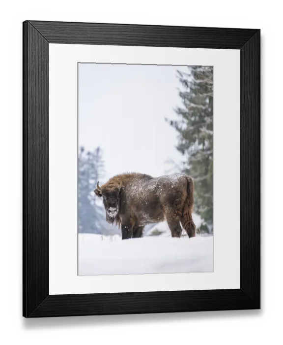 Framed Print : European bison (Bison bonasus) or Wisent standing on a meadow next to the forest in winter
