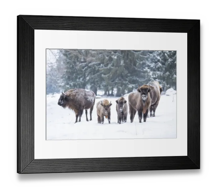 Framed Print : European bison (Bison bonasus) or Wisent standing on a meadow next to the forest in winter