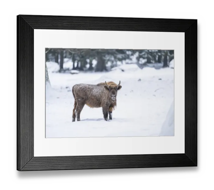 Framed Print : European bison (Bison bonasus) or Wisent standing on a meadow next to the forest in winter