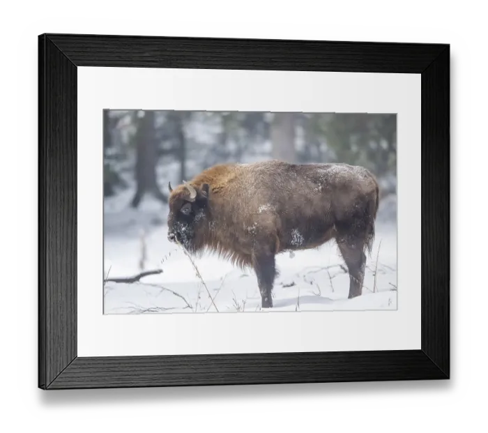 Framed Print : European bison (Bison bonasus) or Wisent standing on a meadow next to the forest in winter