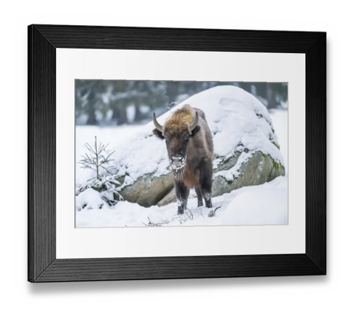 Framed Print : European bison (Bison bonasus) or Wisent standing on a meadow next to the forest in winter