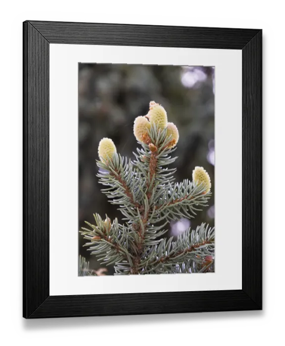 Framed Print : Blue spruce branch, with cobweb