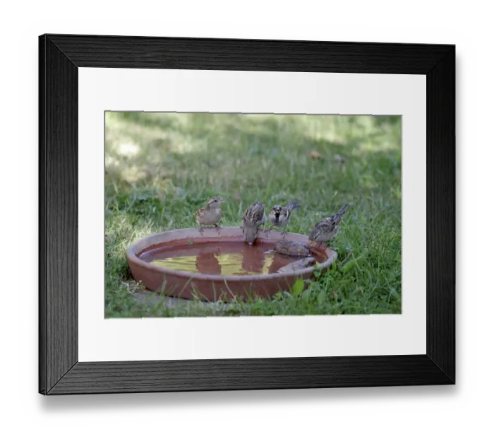 Framed Print : House sparrow (Passer domesticus) Framed Print : House sparrow (Passer domesticus)