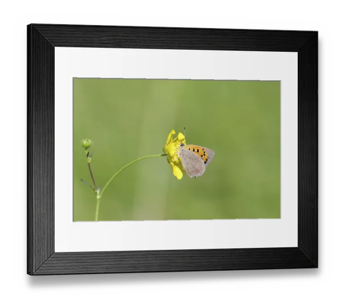 Framed Print : Small moth (Lycaena phlaeas), macro Framed Print : Small moth (Lycaena phlaeas), macro