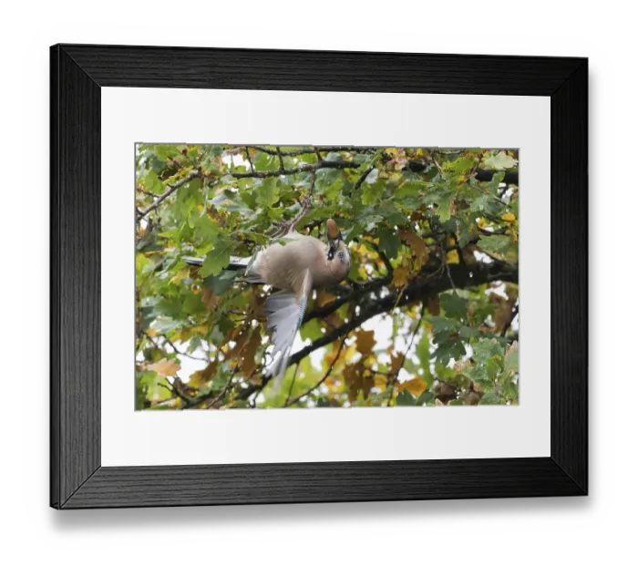 Framed Print : A jay (Garrulus glandarius) collects acorns in an oak tree (Quercus) Framed Print : A jay (Garrulus glandarius) collects acorns in an oak tree (Quercus)