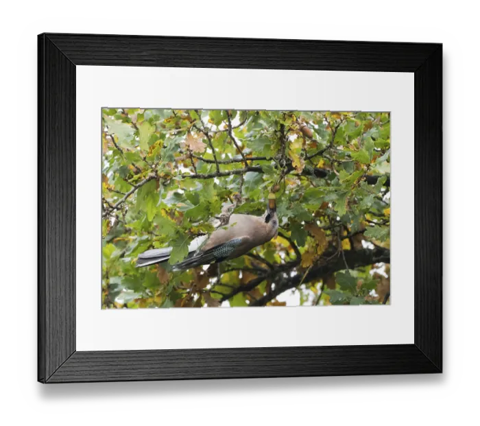 Framed Print : A jay (Garrulus glandarius) collects acorns in an oak tree (Quercus) Framed Print : A jay (Garrulus glandarius) collects acorns in an oak tree (Quercus)