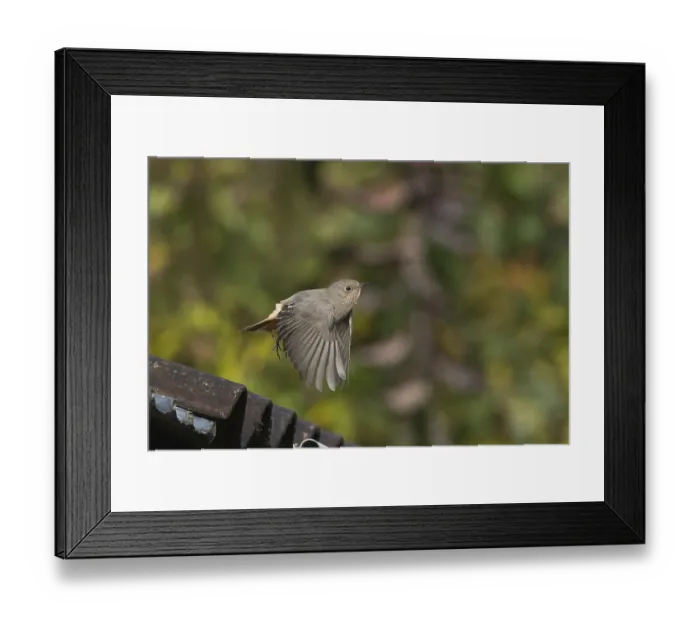 Framed Print : A house redtail (Phoenicurus ochruros) flies over a roof near the roof tiles in front of green bokeh Framed Print : A house redtail (Phoenicurus ochruros) flies over a roof near the roof tiles in front of green bokeh